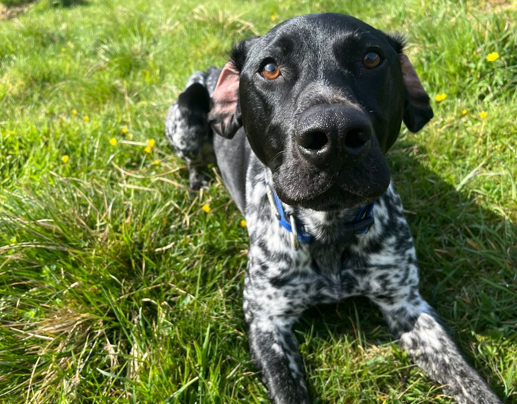 Ridley the German Shorthaired Pointer